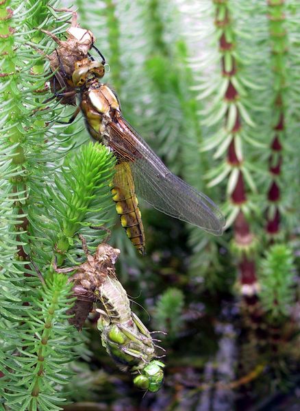 schlüpfende Plattbauchlibelle