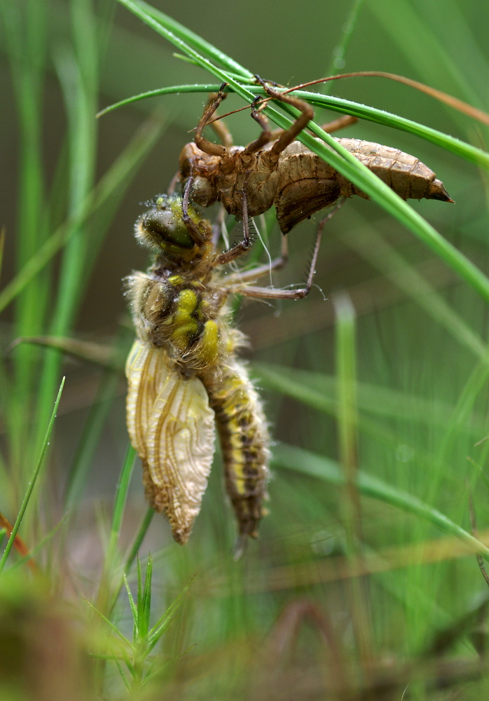 Schlüpfende Quelljungfer