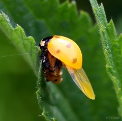 Schlüpfender Marienkäfer