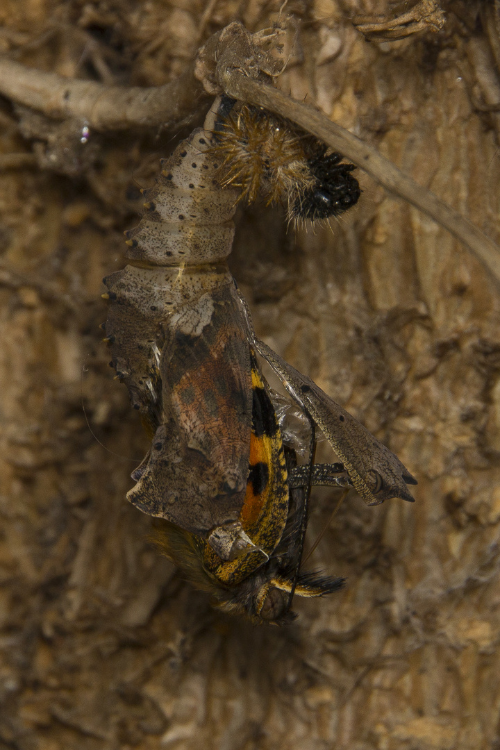 schlüpfender Schmetterling