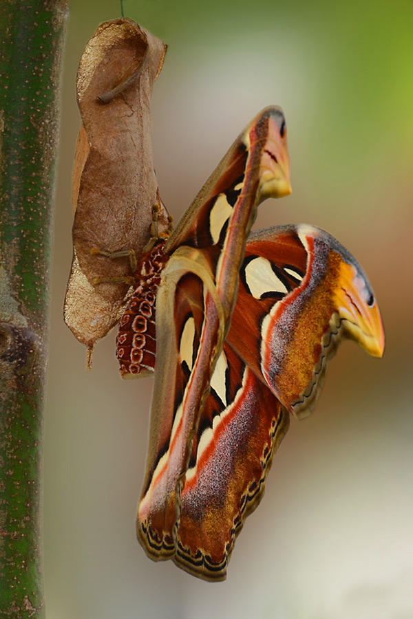 Schlüpfender Schmetterling