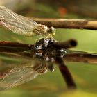 schlüpfendes Weibchen Kleine Zangenlibelle