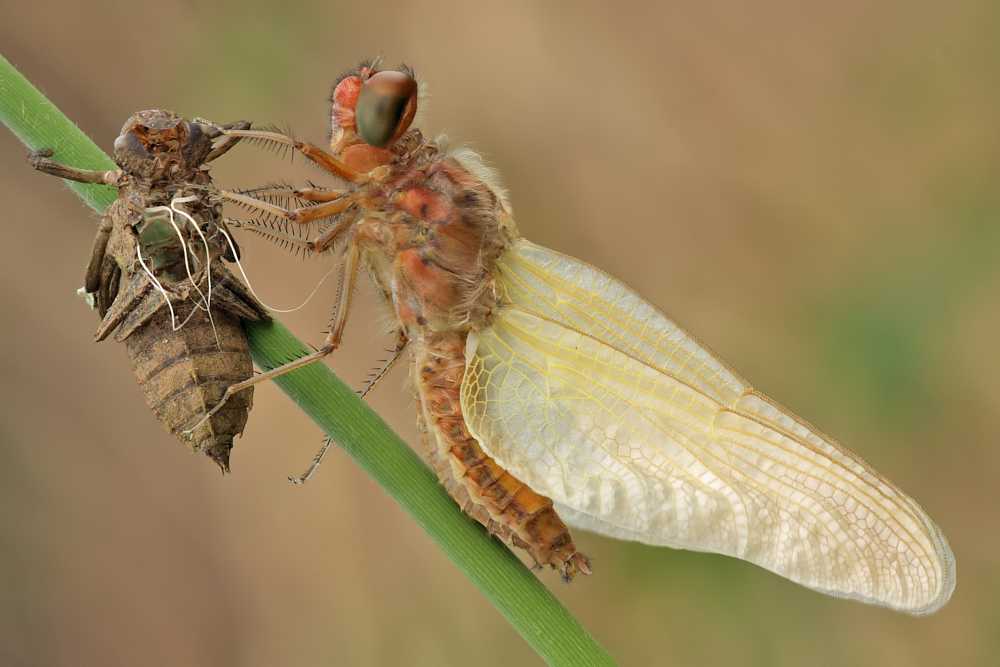 schlüpfendes Weibchen vom Spitzenfleck