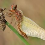 schlüpfendes Weibchen vom Spitzenfleck