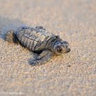 Schlüpfling einer Unechten Karettschildkröte