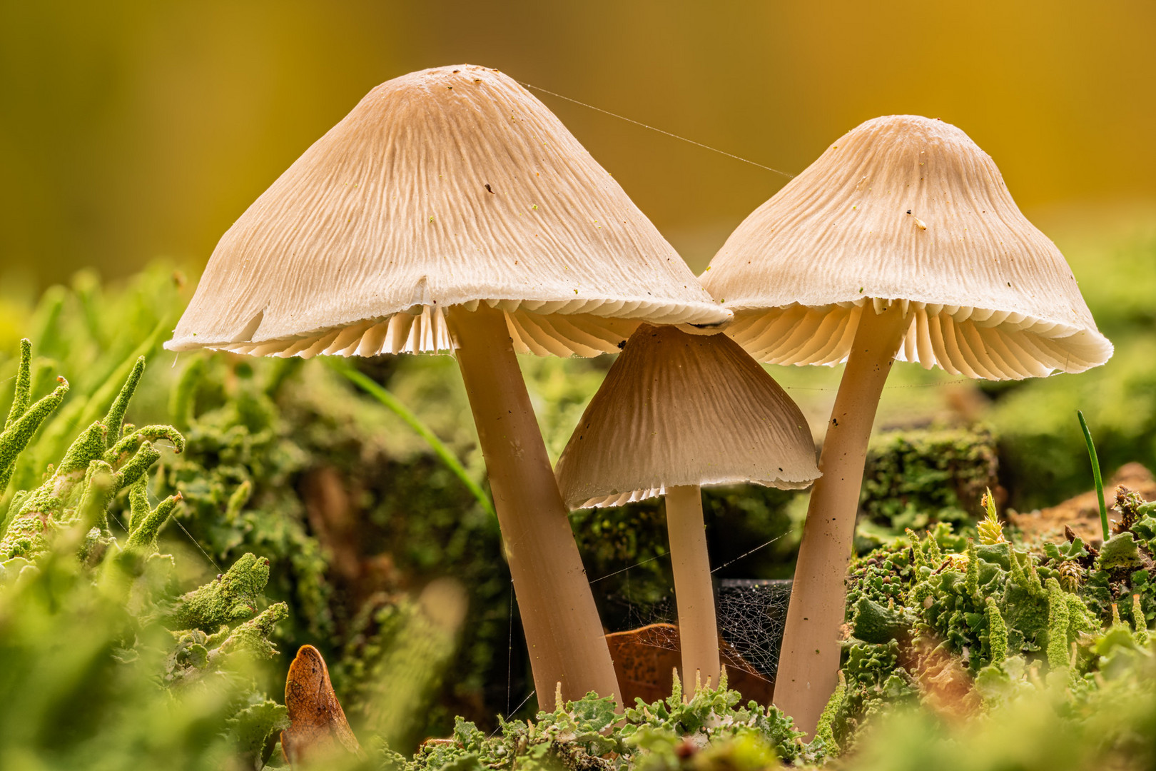 Schlüpfriger Helmling - Mycena laevigata