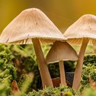 Schlüpfriger Helmling - Mycena laevigata