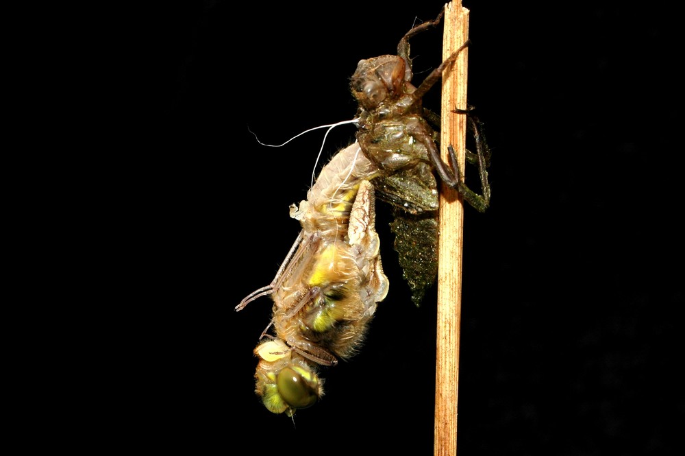 Schlüpfvorgang einer Libelle 1