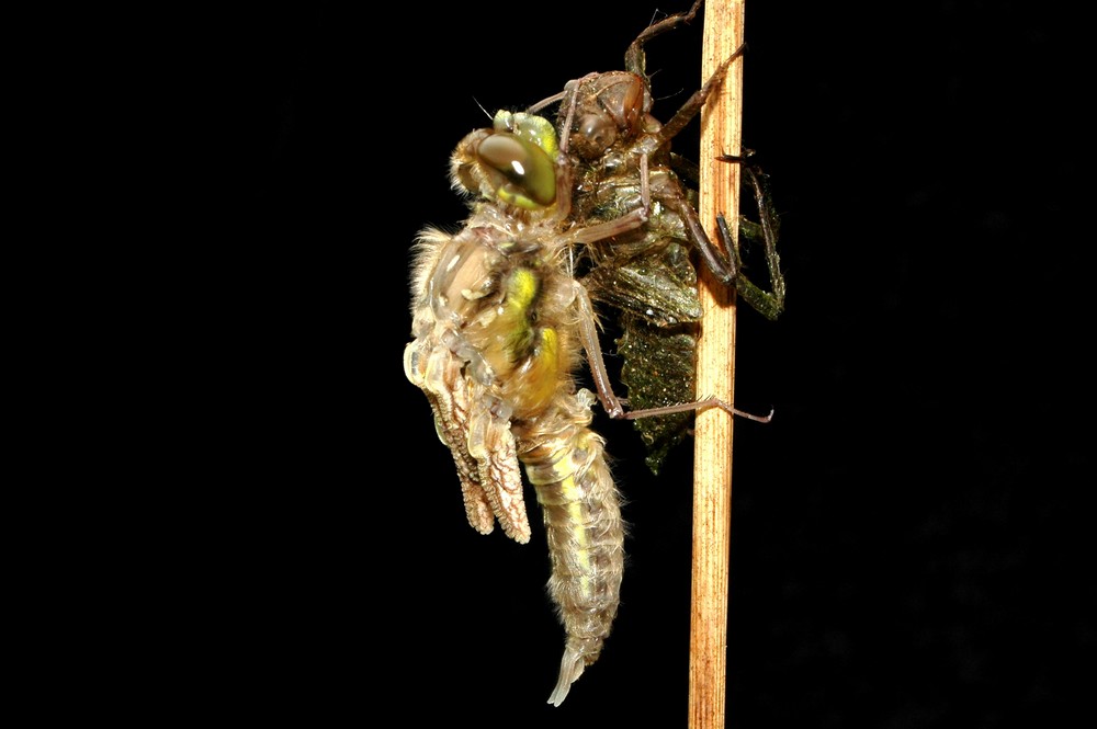 Schlüpfvorgang einer Libelle 2