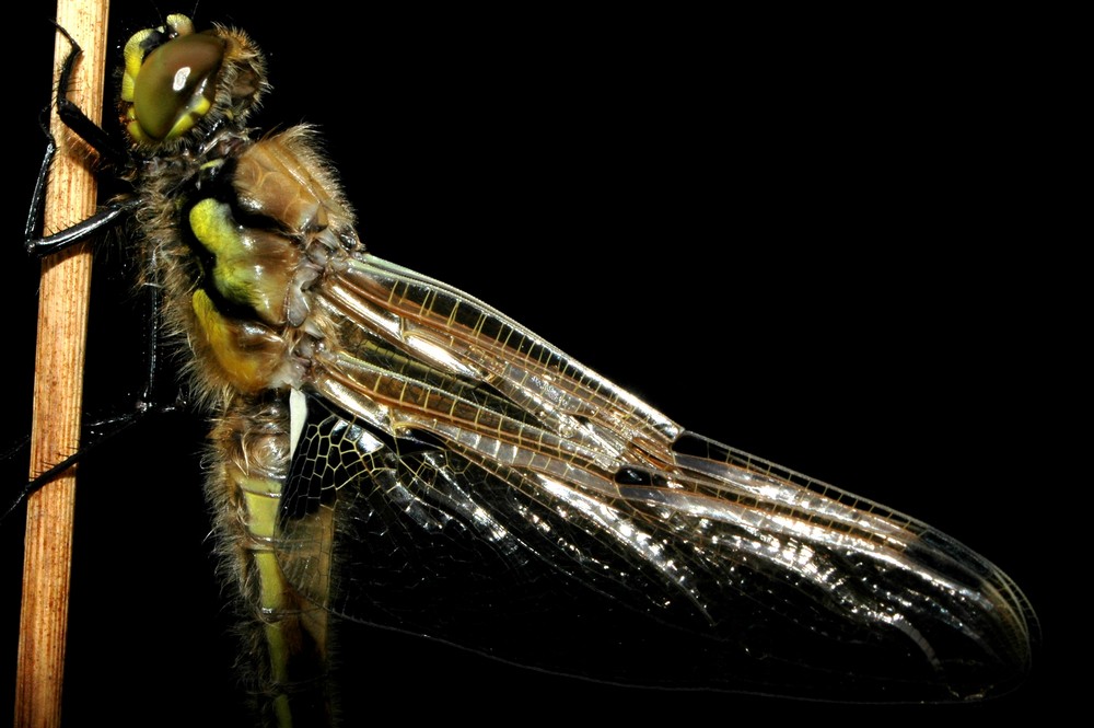 Schlüpfvorgang einer Libelle 5