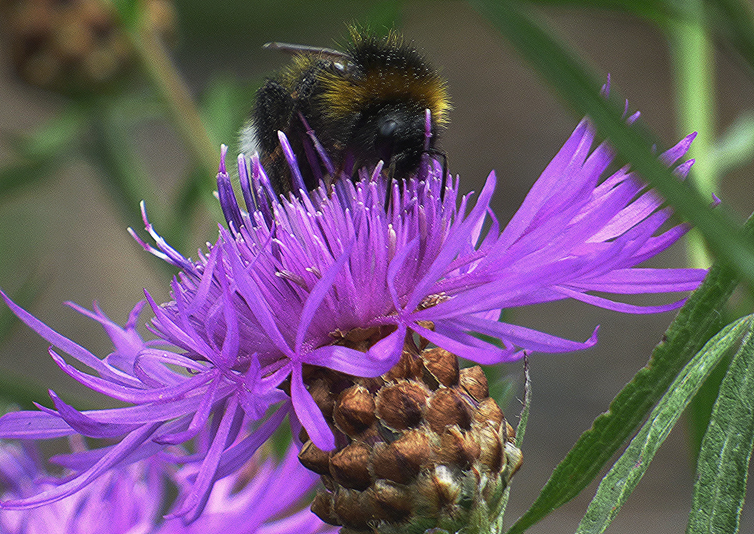Schlürf Foto & Bild tiere, natur Bilder auf