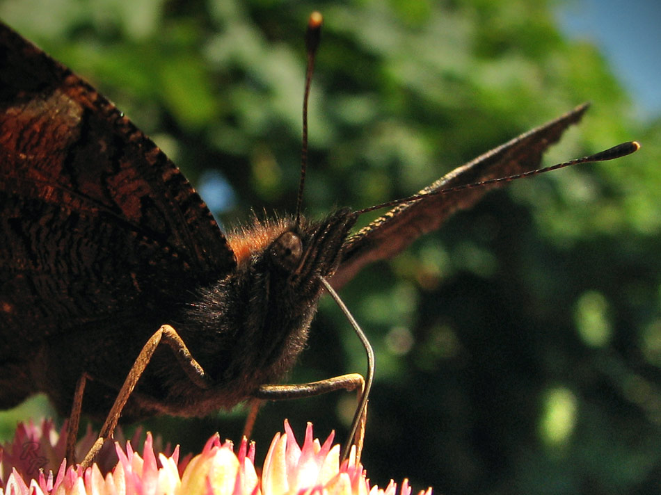 Schlürf - Schmetterling mit Strohalm
