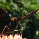 Schlürf - Schmetterling mit Strohalm