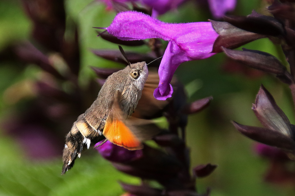 schlürfend an der Blüte