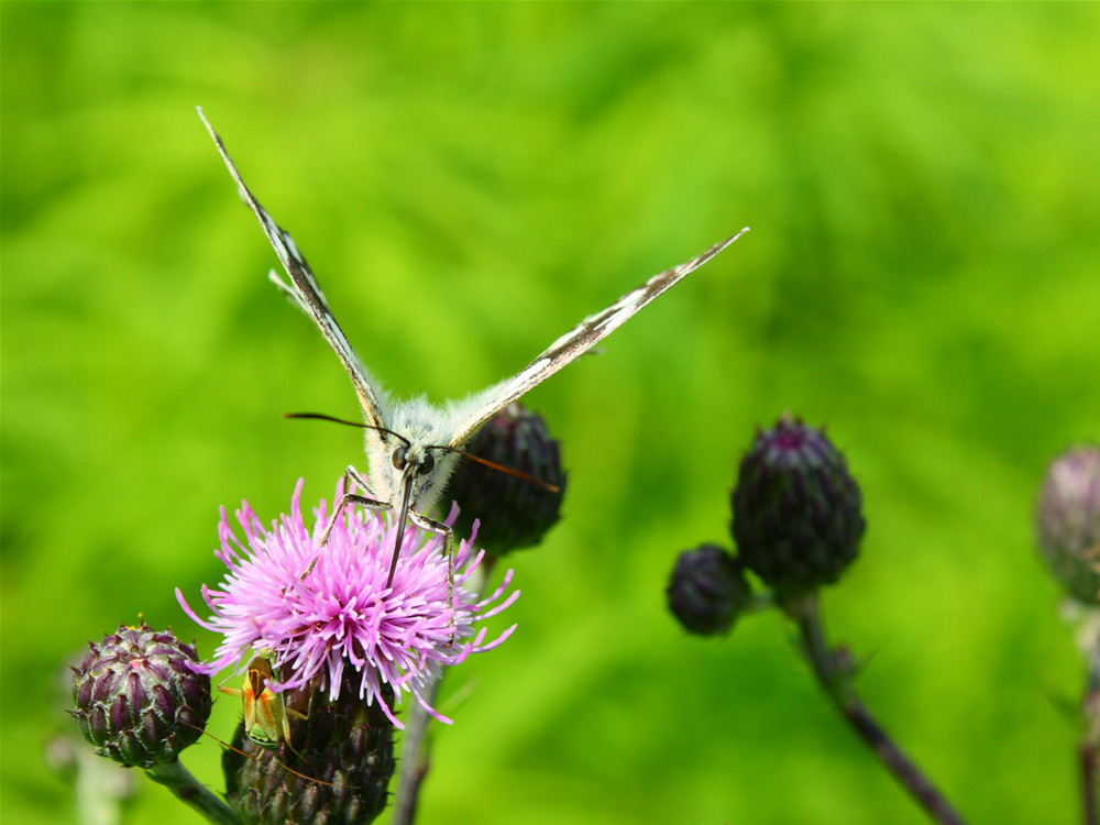 Schlürfender Schmetterling