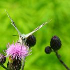 Schlürfender Schmetterling