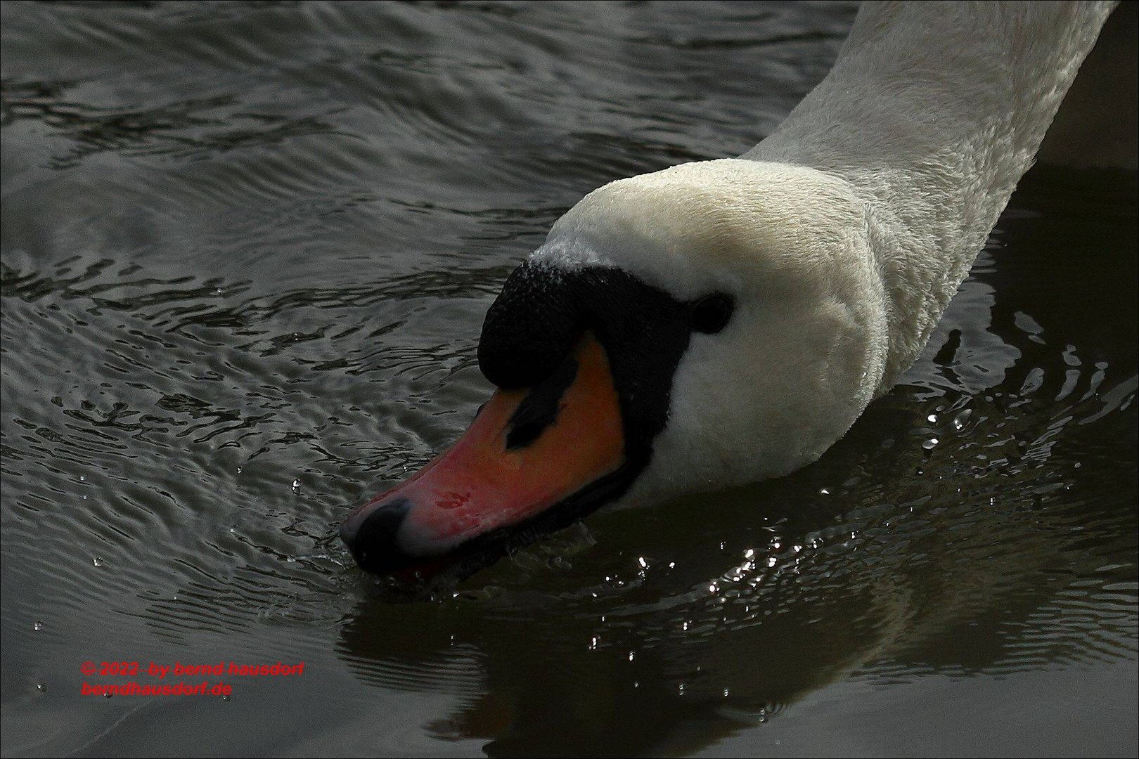 Schlürfender Schwan