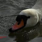 Schlürfender Schwan