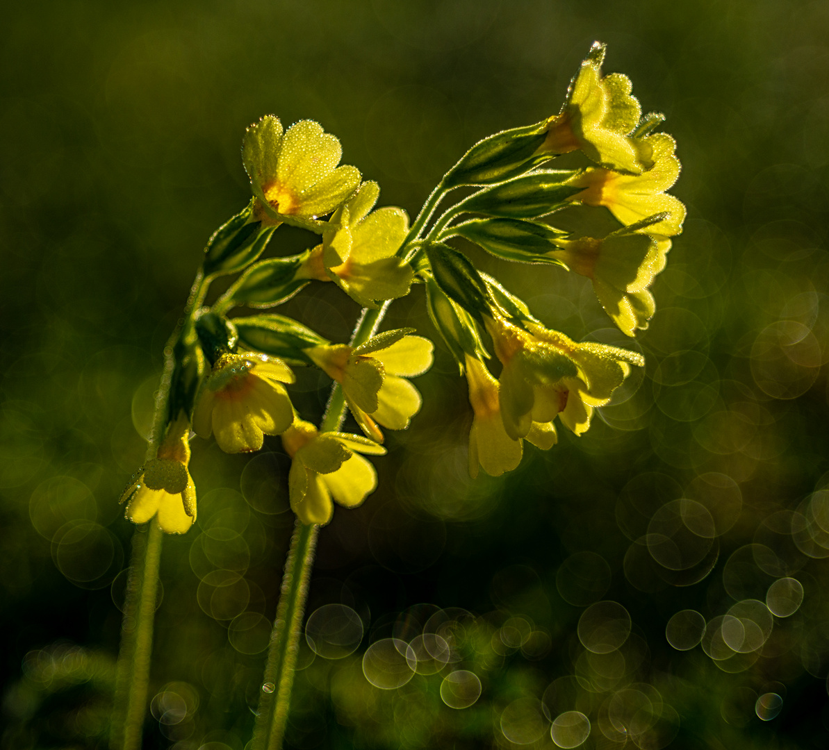 Schlüßel-blümchen