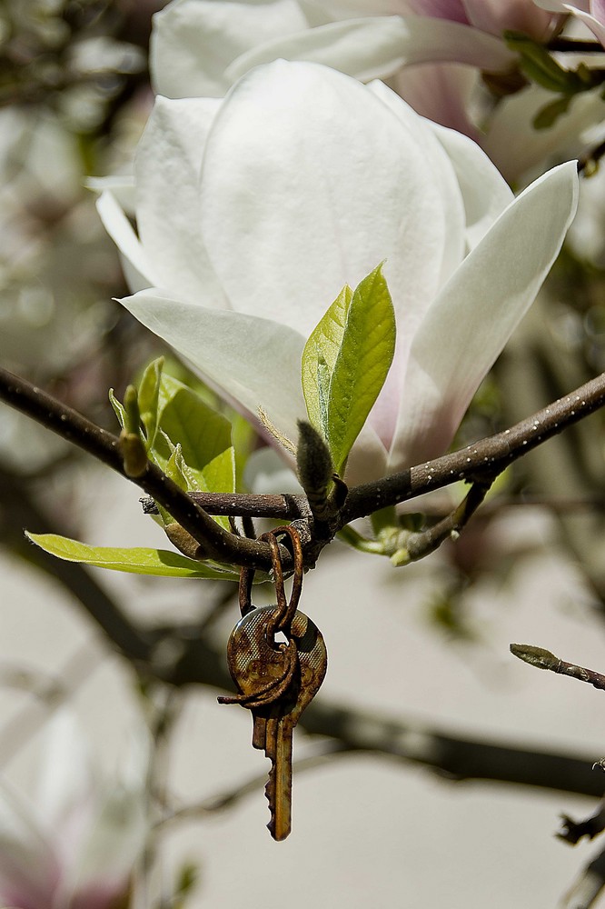 Schlüssel Blume