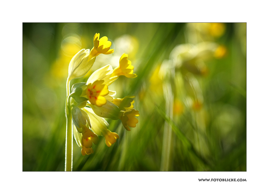 Schlüssel Blumen Licht