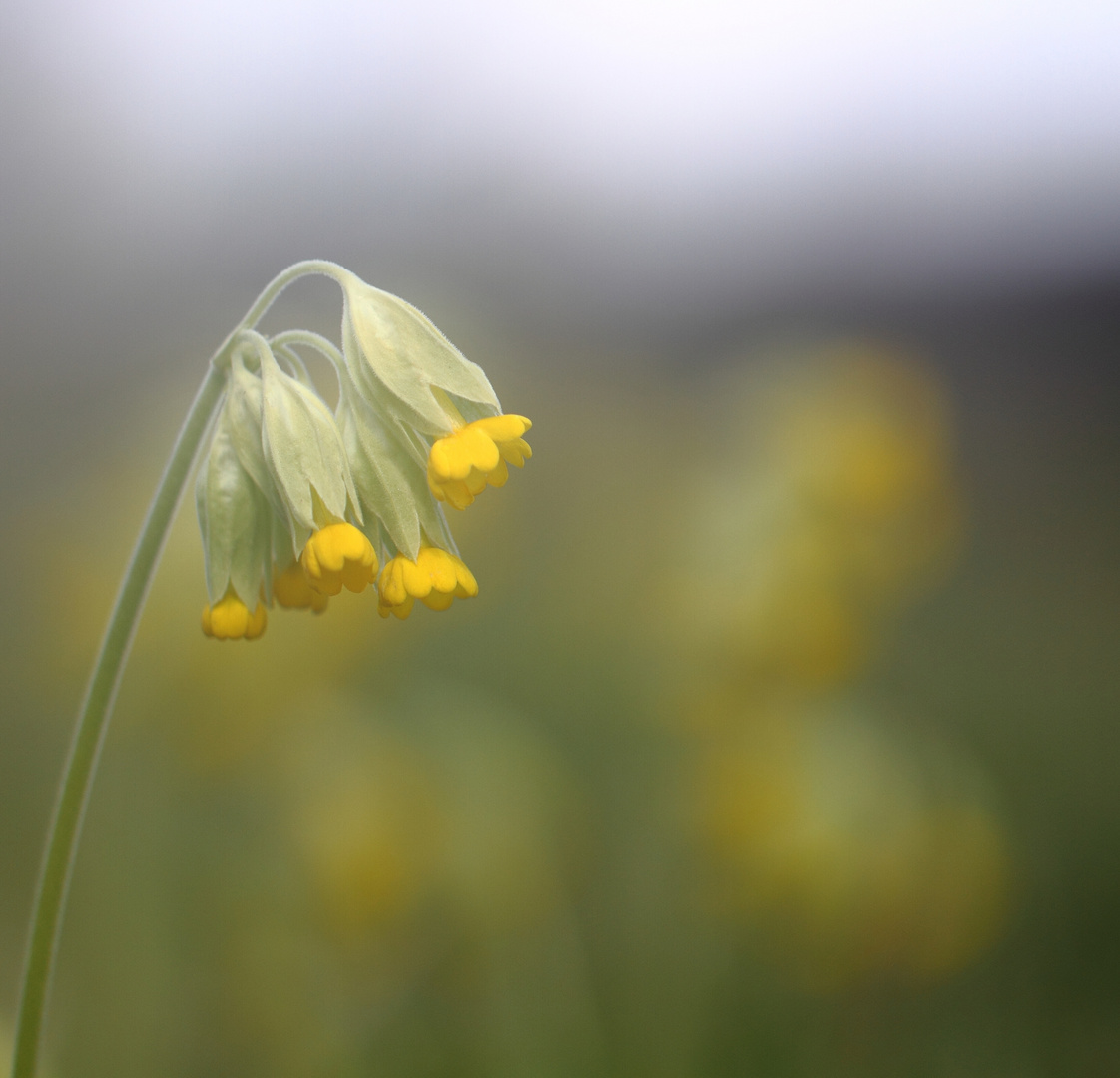 Schlüssel zum Frühling