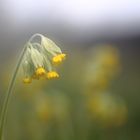 Schlüssel zum Frühling