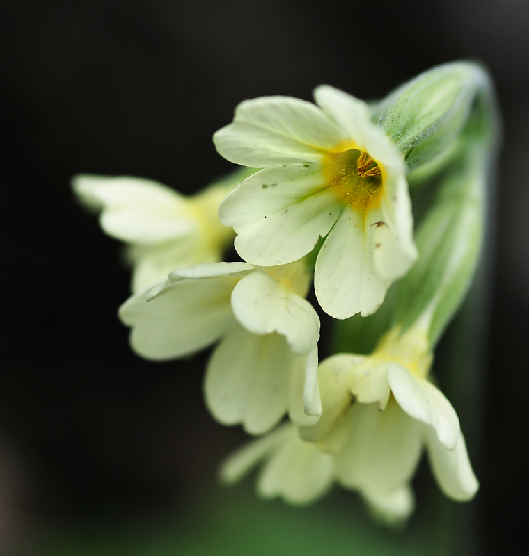 schlüssel zum frühling