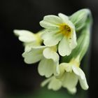 schlüssel zum frühling