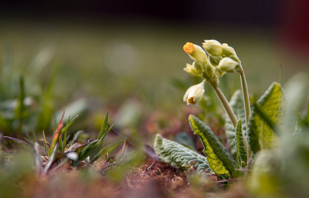 Schlüssel zum Frühling