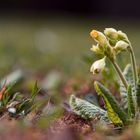 Schlüssel zum Frühling