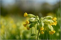 Schlüssel zum Frühling II