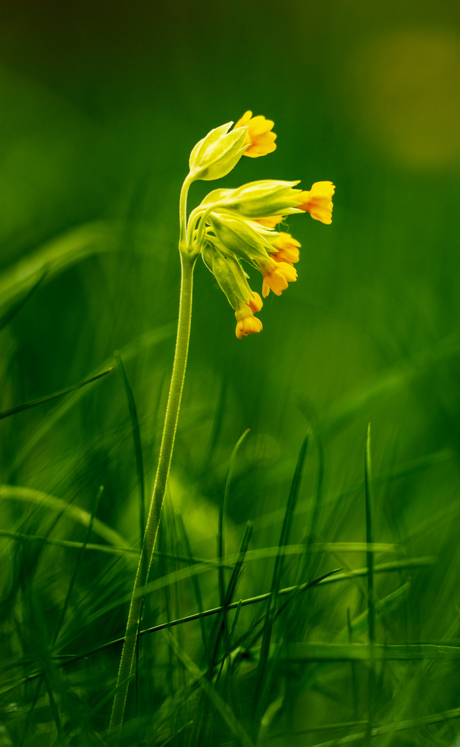 Schlüsselblümchen