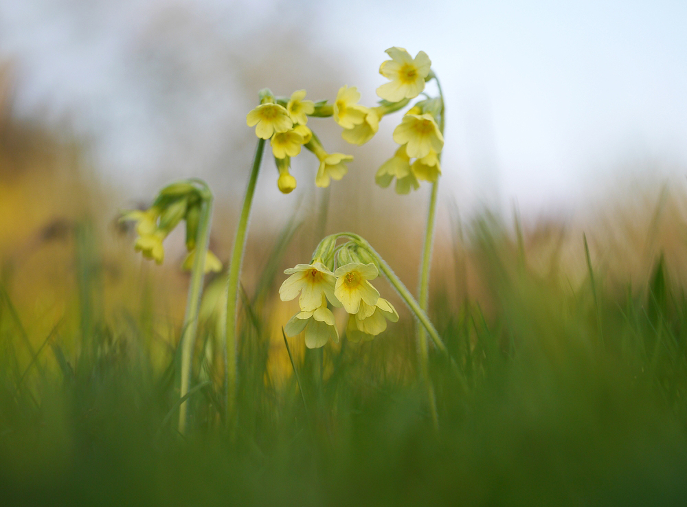 Schlüsselblümchen