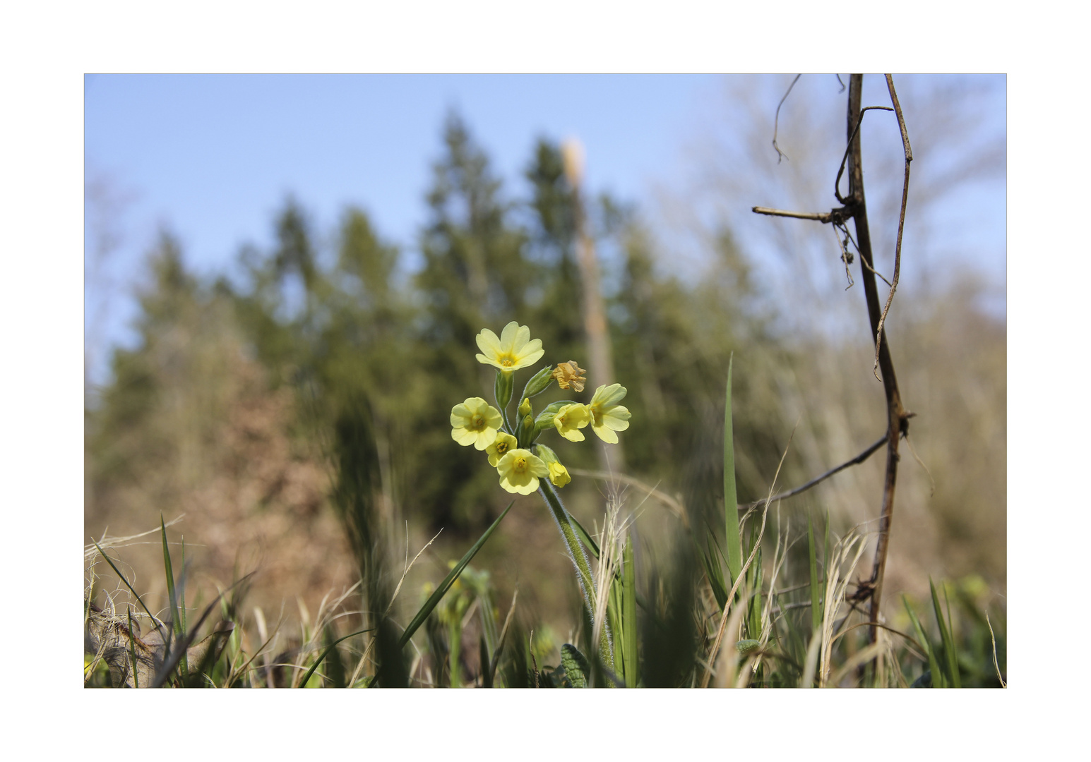 Schlüsselblümchen