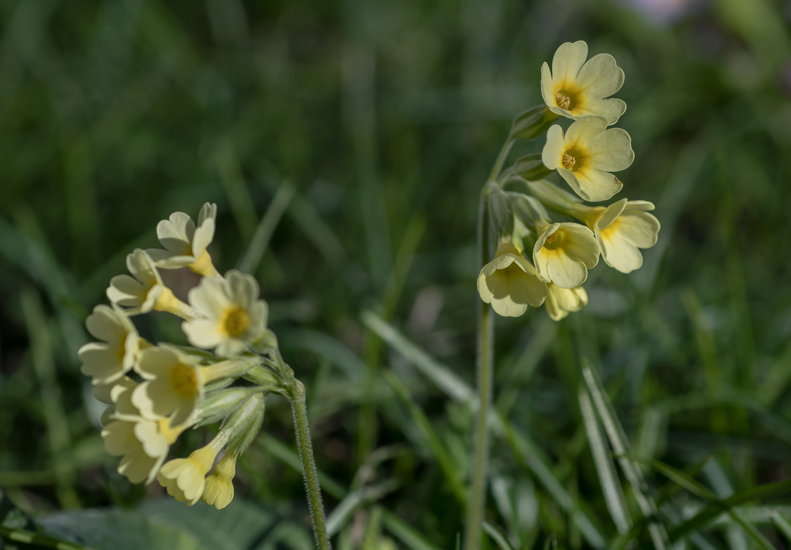 SCHLÜSSELBLÜMCHEN