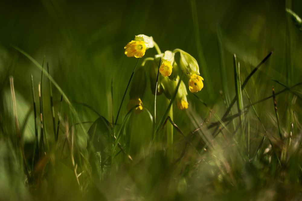 Schlüsselblümchen