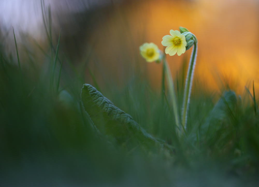 Schlüsselblümchen