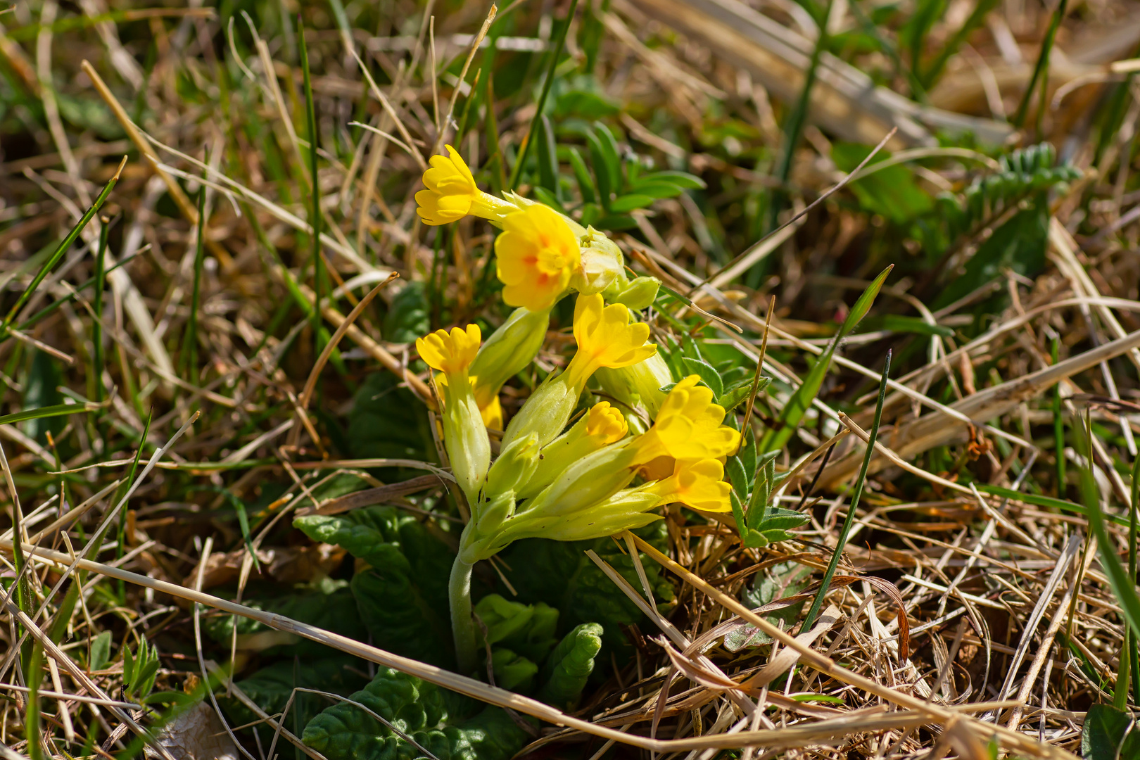 Schlüsselblümchen