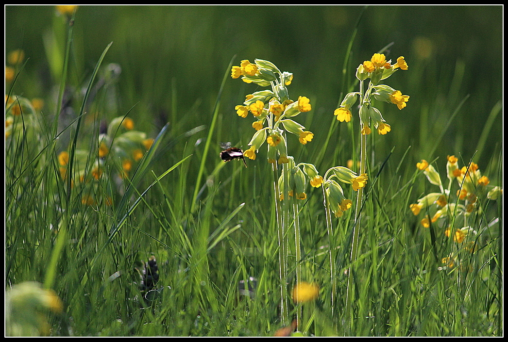 Schlüsselblümchen