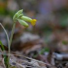 Schlüsselblümchen