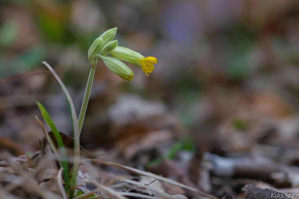 Schlüsselblümchen