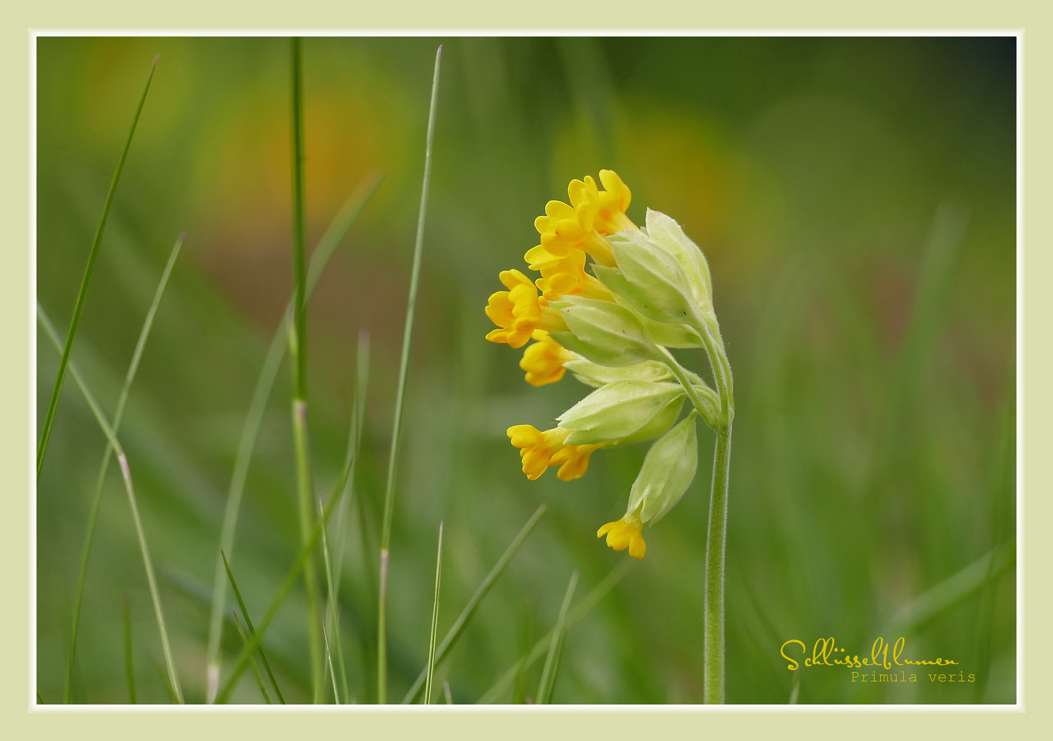 SCHLÜSSELBLÜMCHEN