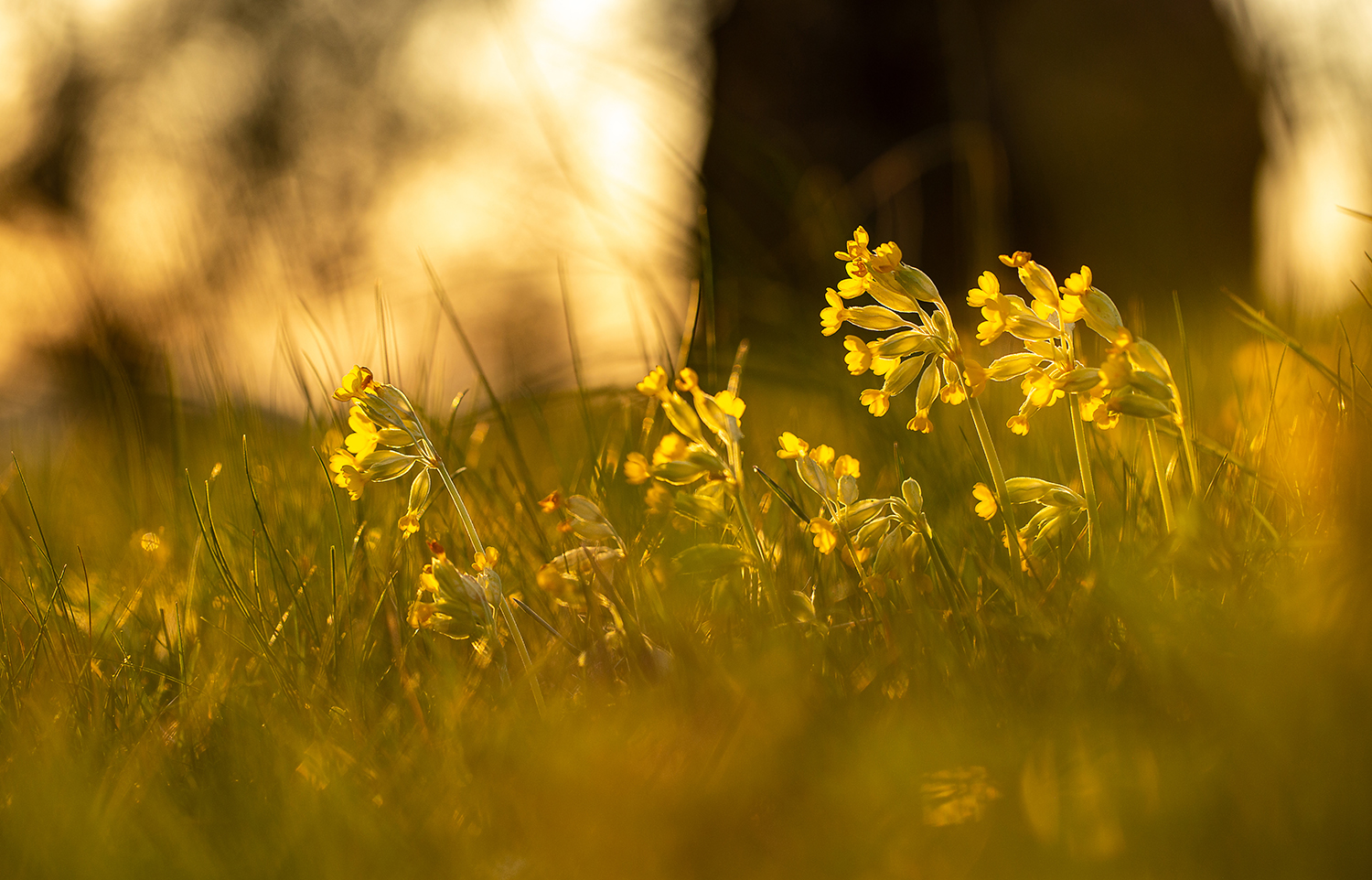 *** Schlüsselblümchen im Abendlicht ***