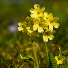 Schlüsselblümchen im Garten.