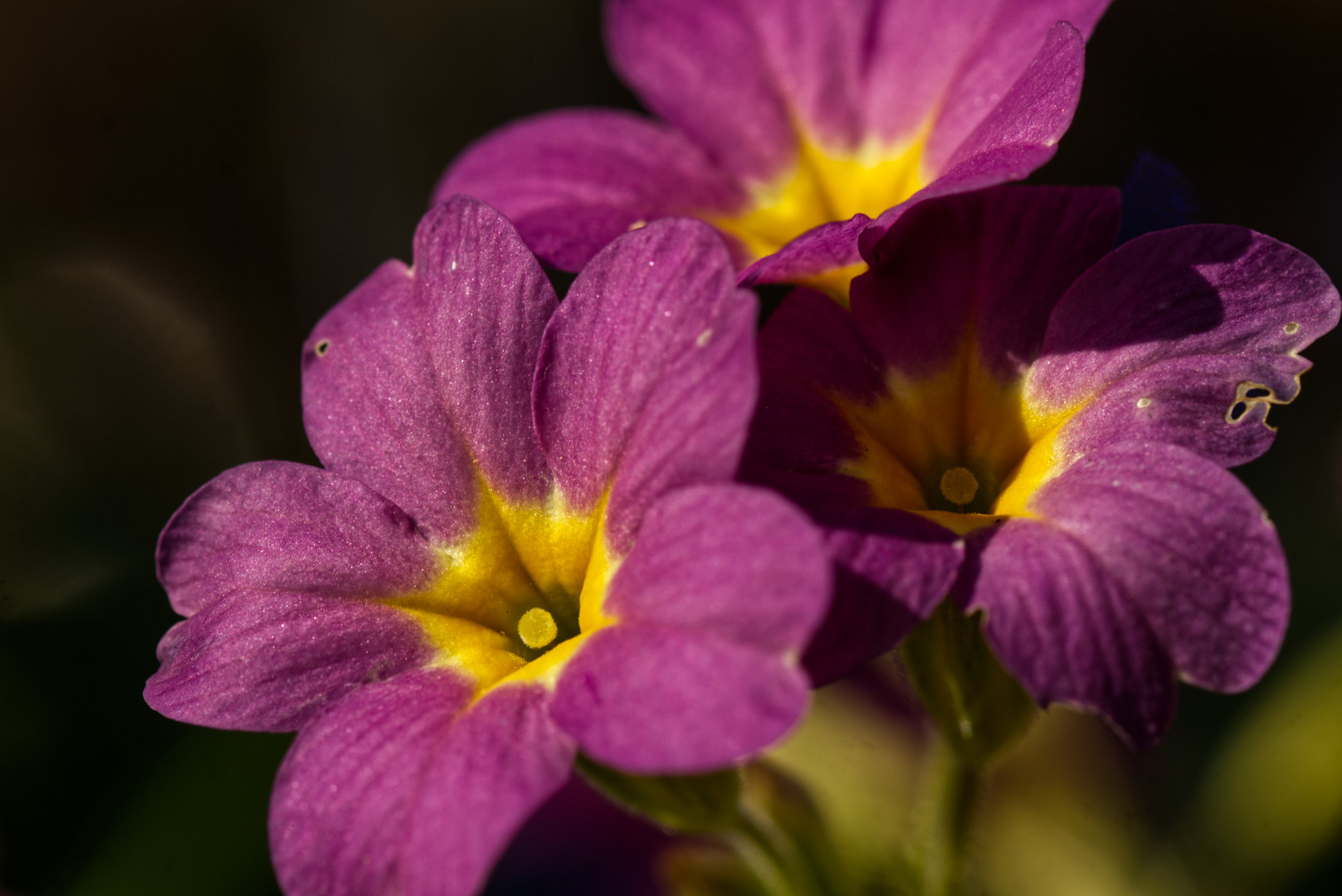 Schlüsselblümchen im Garten.