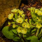 Schlüsselblümchen im Regen