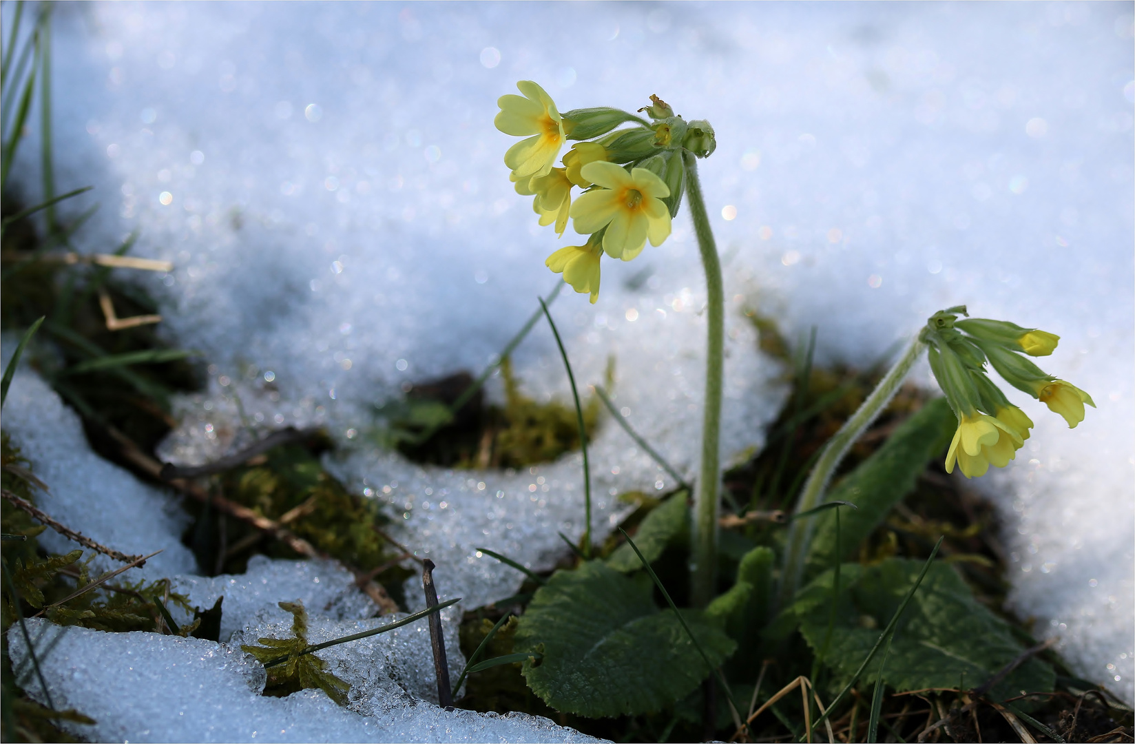 Schlüsselblümchen im Schnee / 28.03.2020