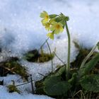 Schlüsselblümchen im Schnee / 28.03.2020