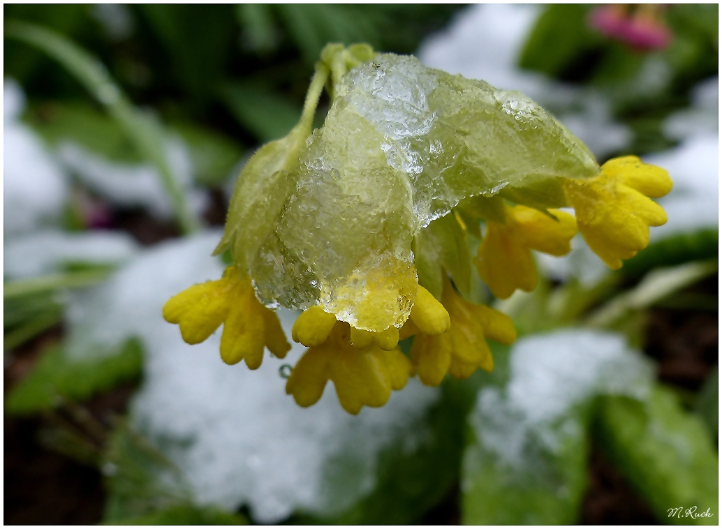 Schlüsselblümchen mit einer Eiskappe und das Ende April !